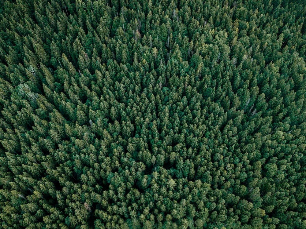 Sea Of Trees