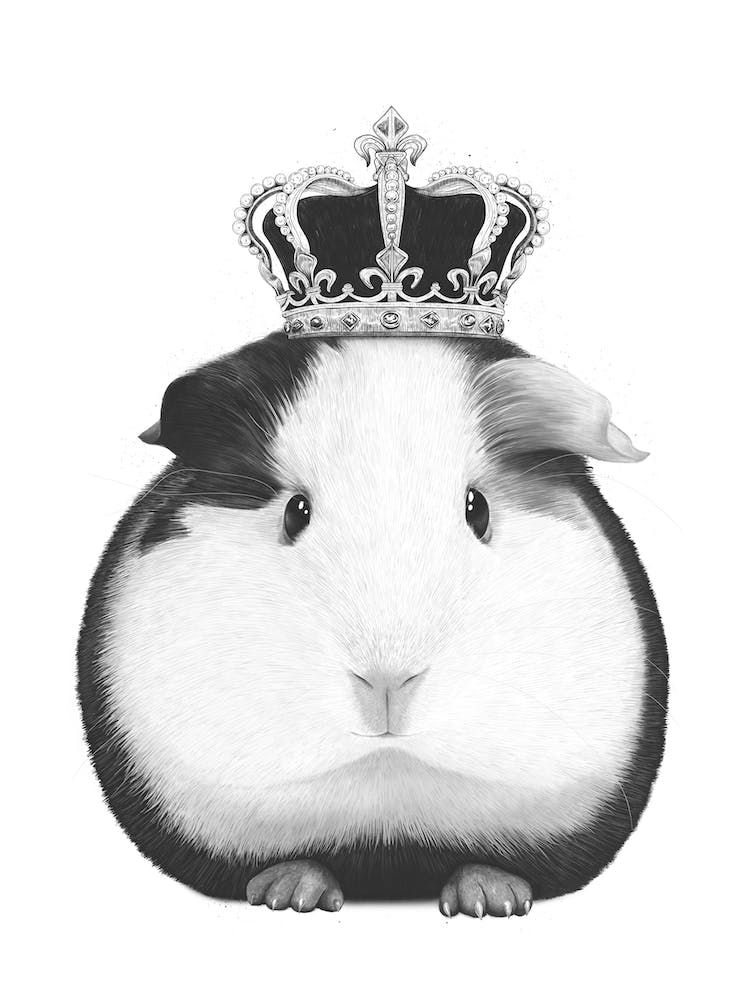 King Guinea Pig