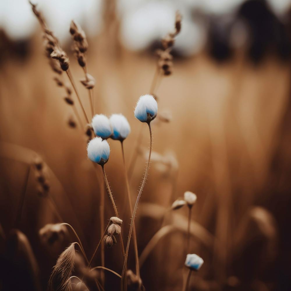 Blaue Kornblume Nr. 5