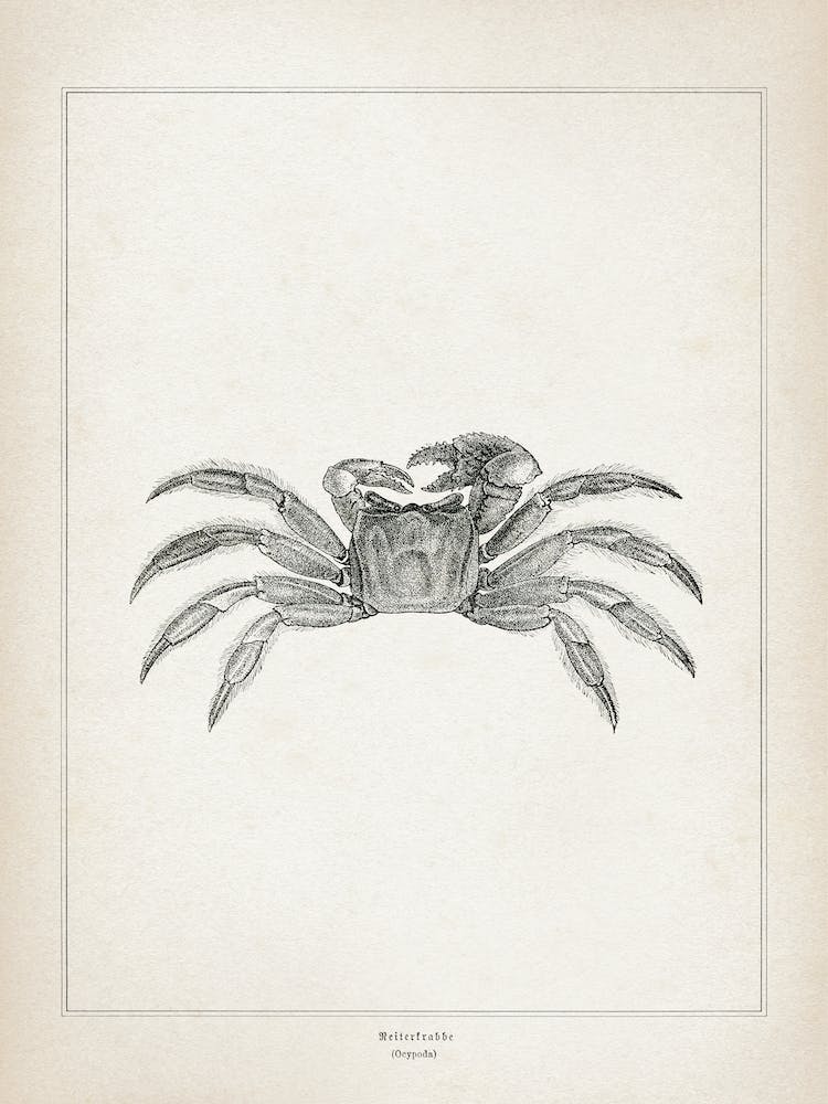 Vintage Brehm 2 Reiterkrabbe