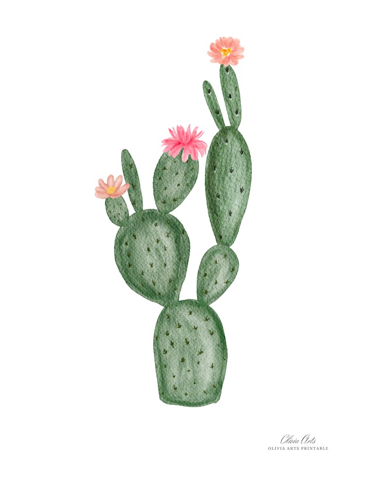 Aloe Vera Pflanze. Grüne Pflanze. Schöne Pflanze. Dornenpflanze. Aloe Vera Blüten.3