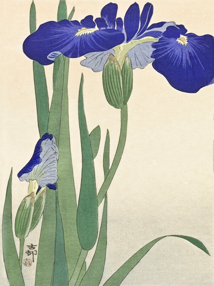 Blue Irises (1900 1930), Ohara Koson