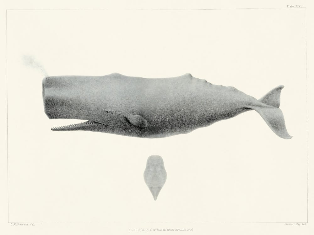 Sperm Whale, Charles Melville Scammon