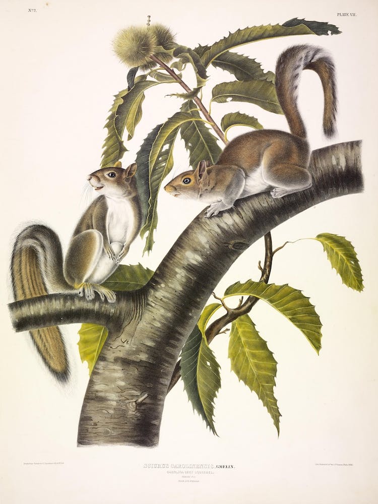 Carolina Grey Squirrel, John James Audubon