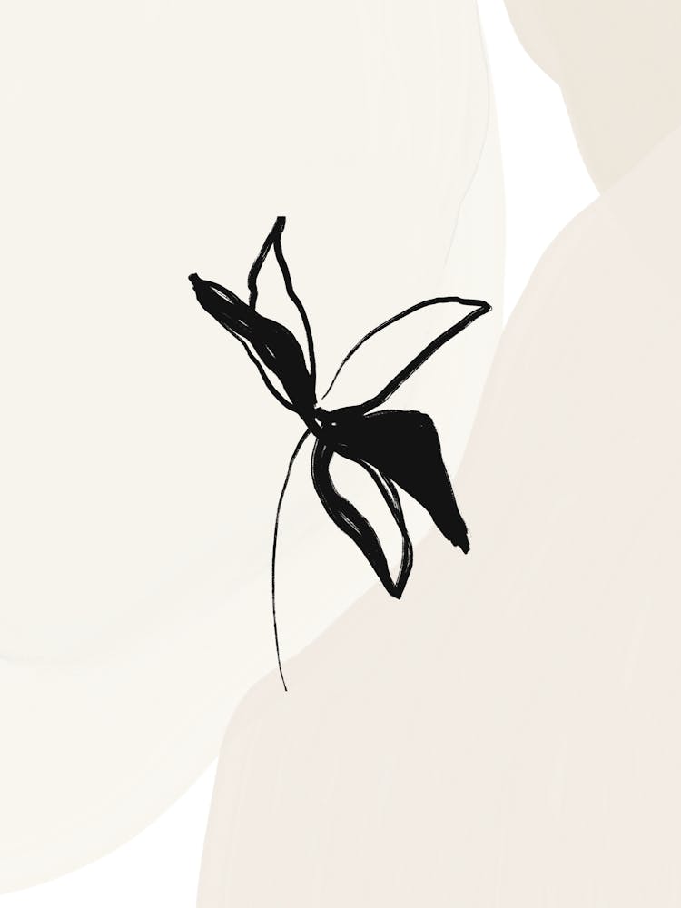 Black And White Orchid