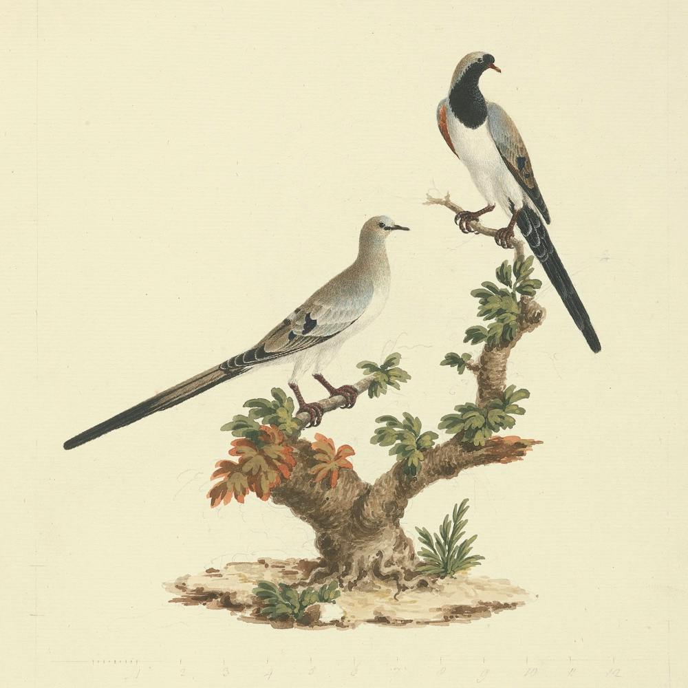 Namaqua Dove, Luigi Balugani