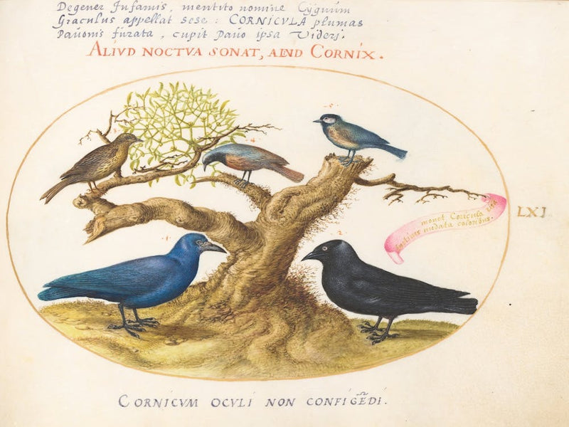 Animalia Volatilia et Amphibia (c. 1575-1580), Joris Hoefnagel (4) 1
