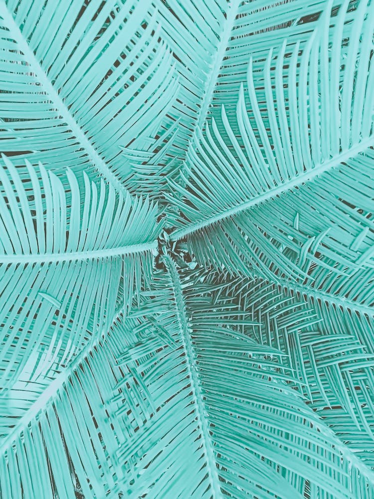 Palm Pastel Teal