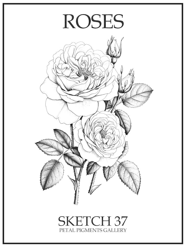 Roses Sketch 37 Poster
