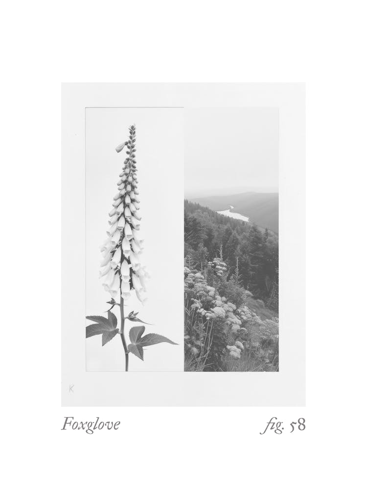 Foxglove Botanical Collage 4