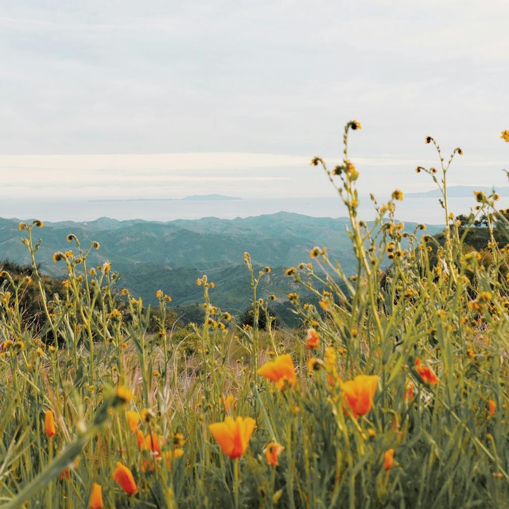 Orange Poppy Flowers