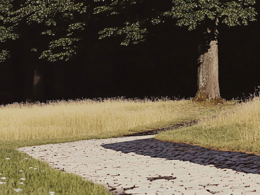 Path In A Field