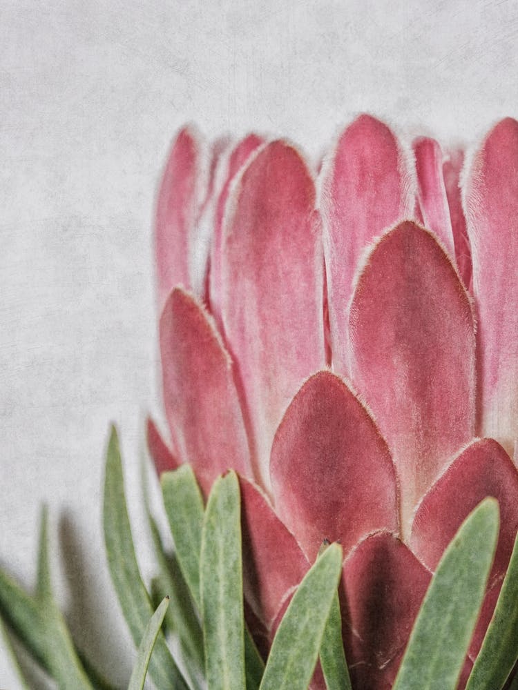 Pink Protea Detail