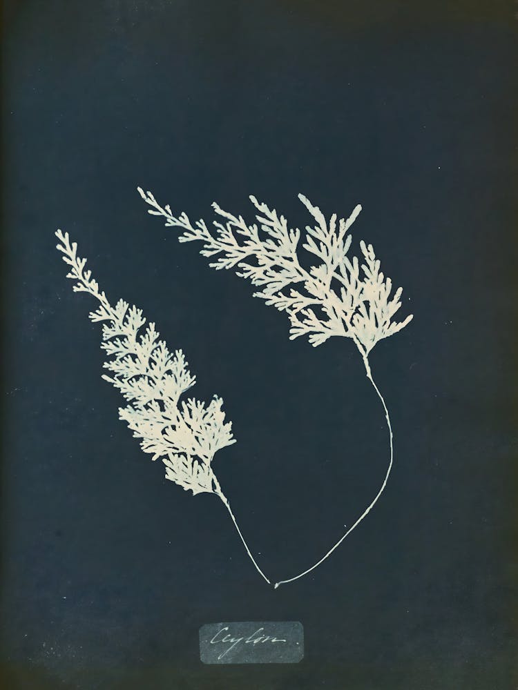 Echinoderms