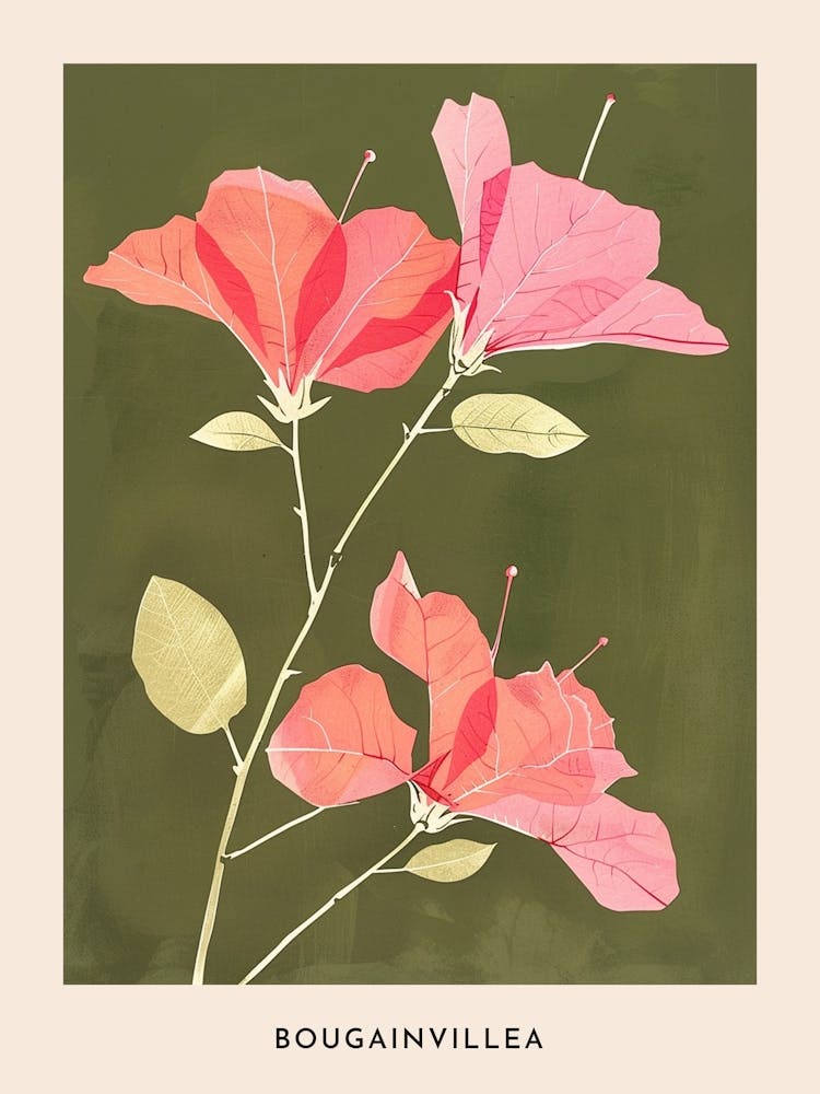 Pink & Green Bougainvillea 1 Flower Poster