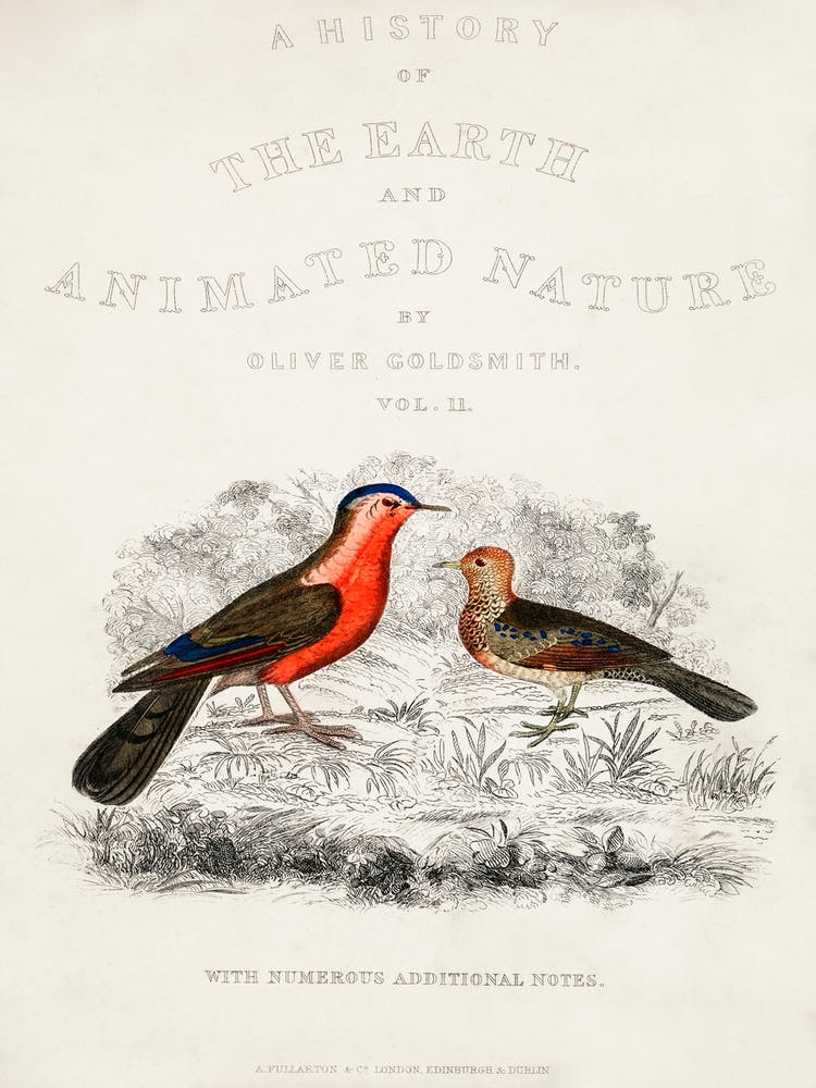 Bird Illustration, Oliver Goldsmith