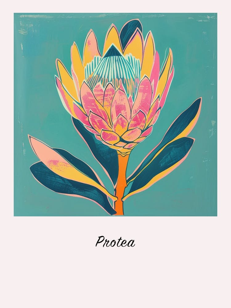 Protea 3 Square Flower Illustration Poster