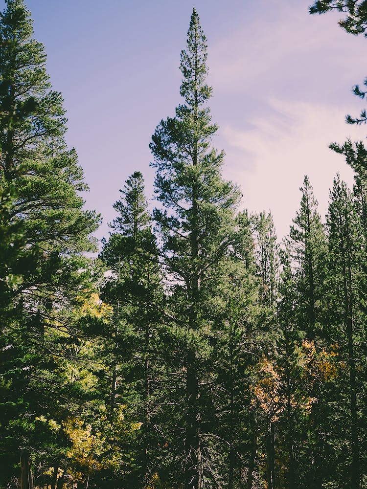 Enchanted Forest Portrait