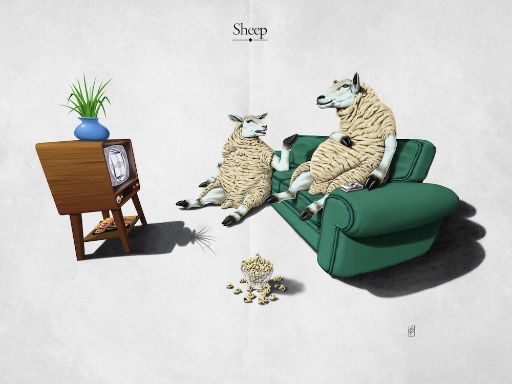 Sheep