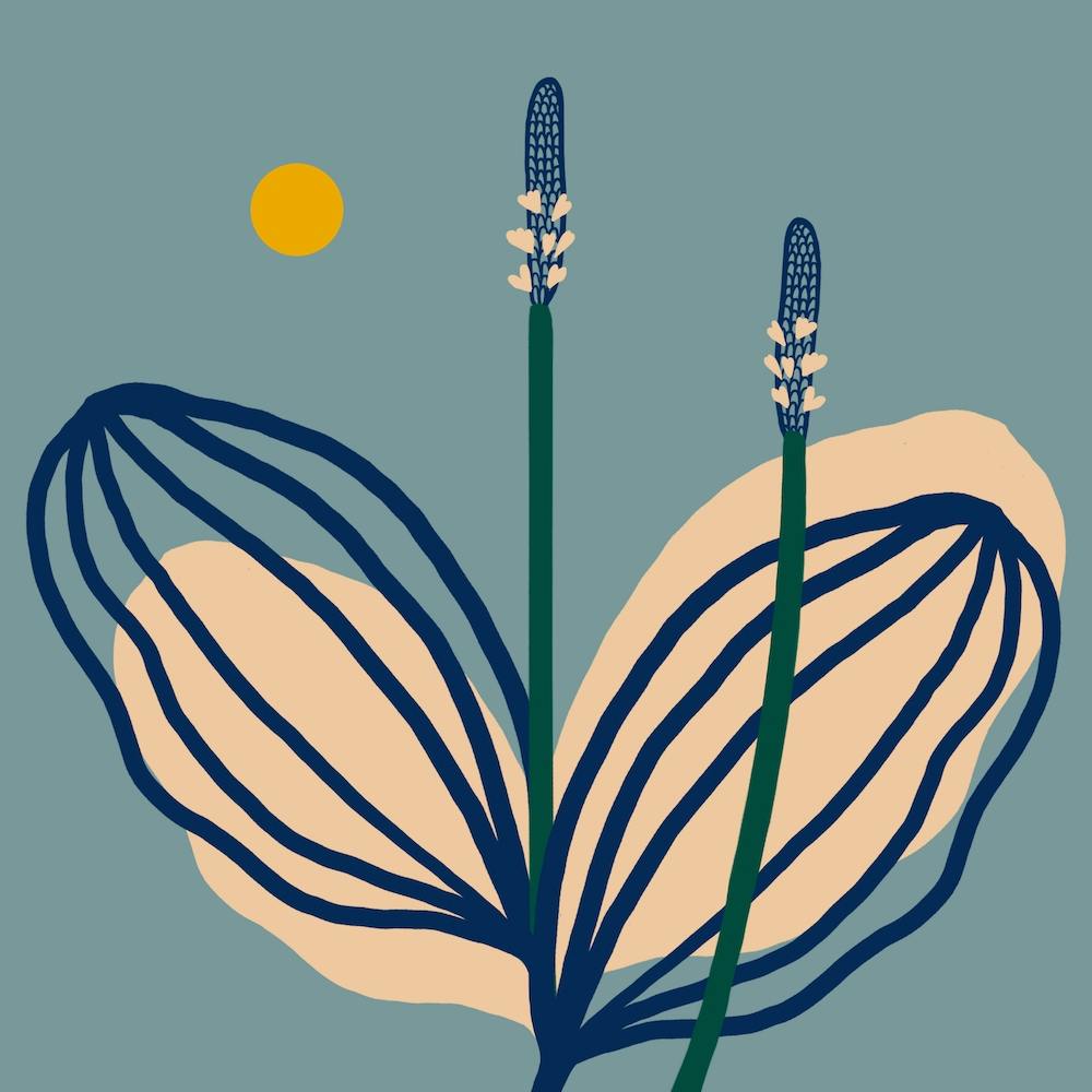 Common Plantain Herb Square