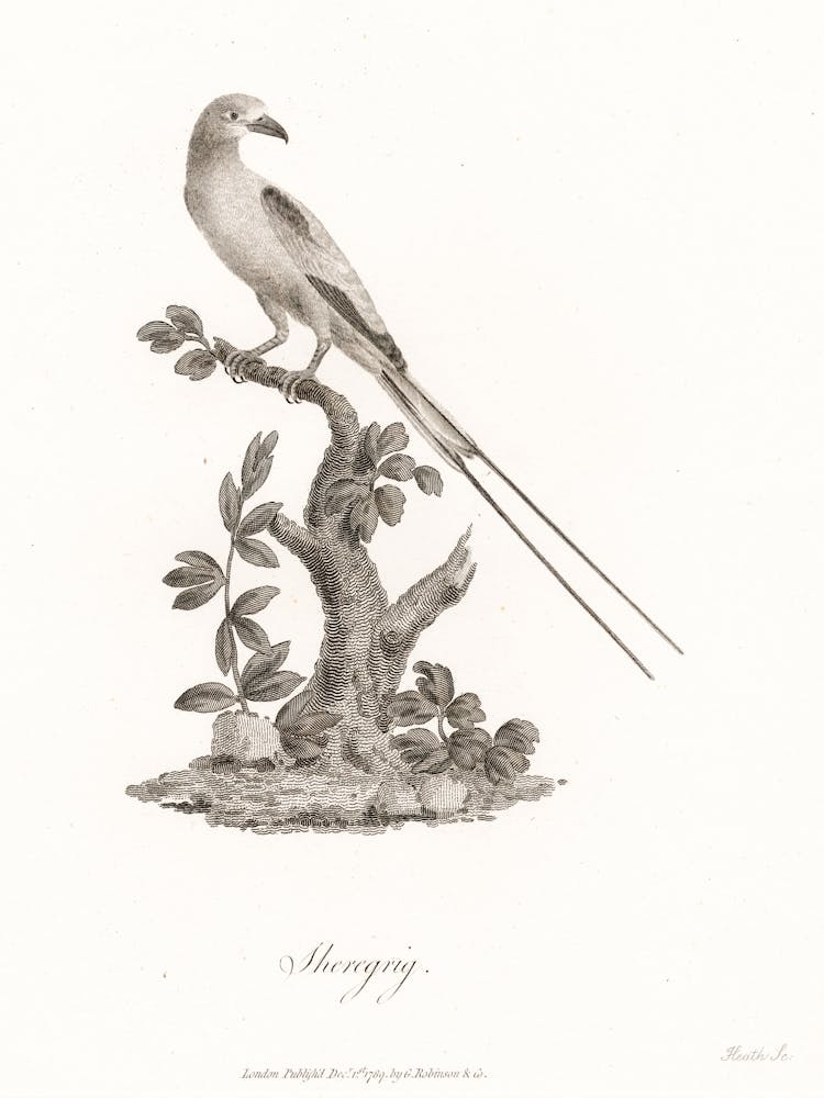 Sheregrig, James Heath