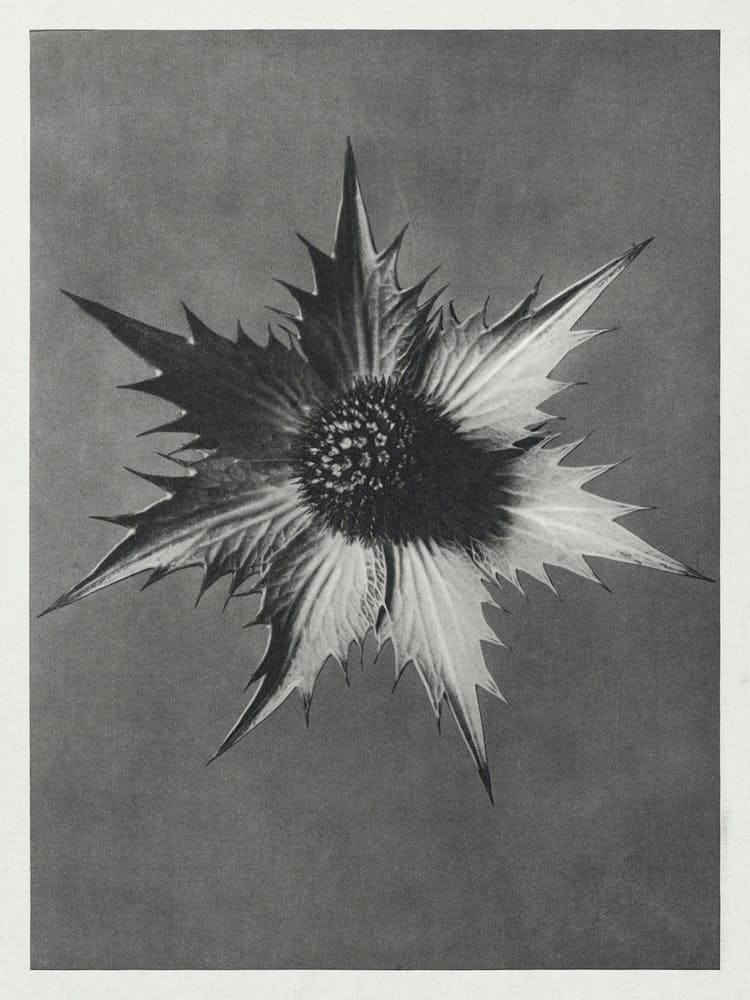 Miss Willmott S Ghost (1928), Karl Blossfeldt