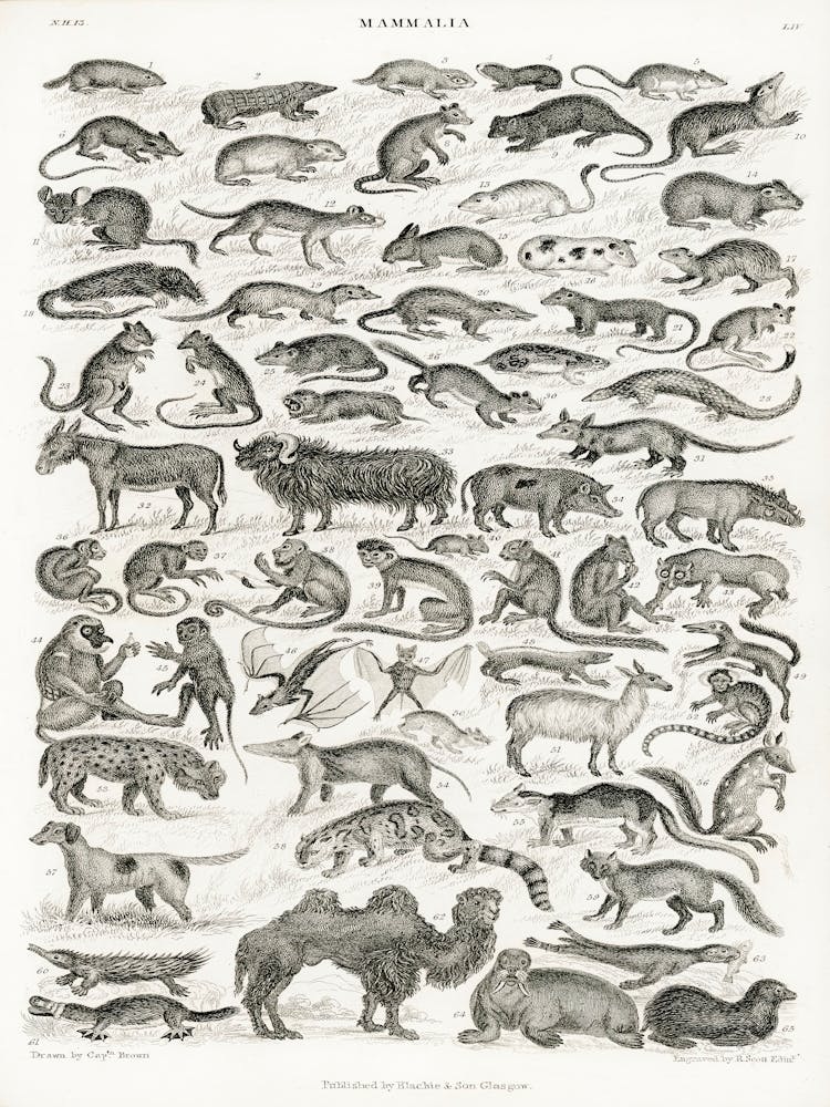 Mammalia, Oliver Goldsmith    