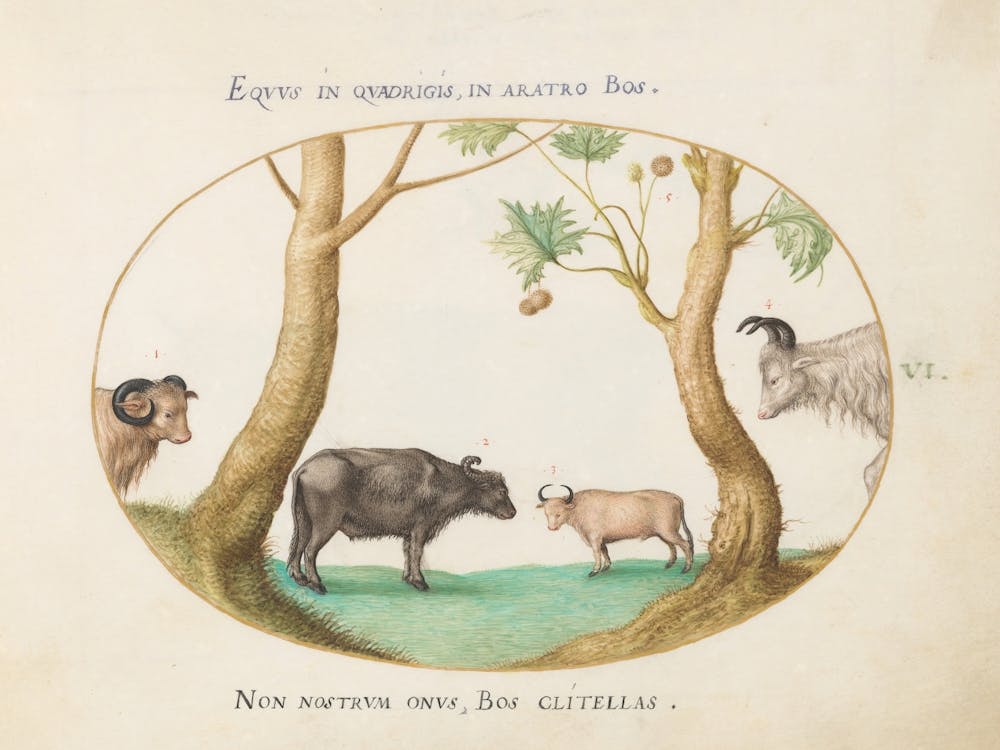 Animalia Qvadrvpedia et Reptilia (c. 1575-1580), Joris Hoefnagel (2) 2