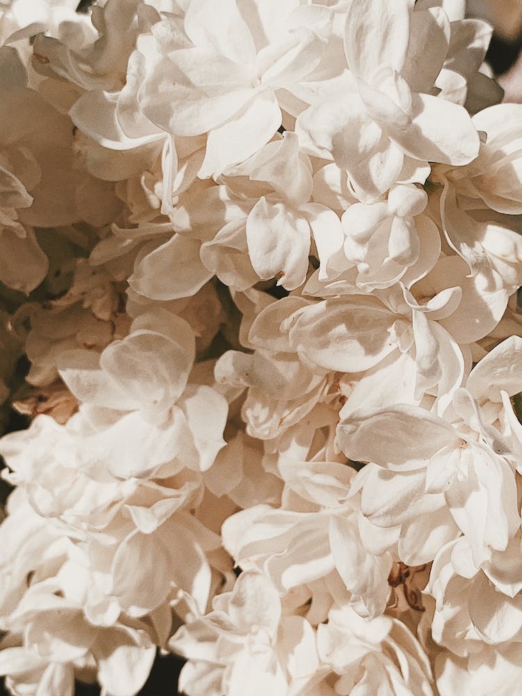 White Peony Flowers