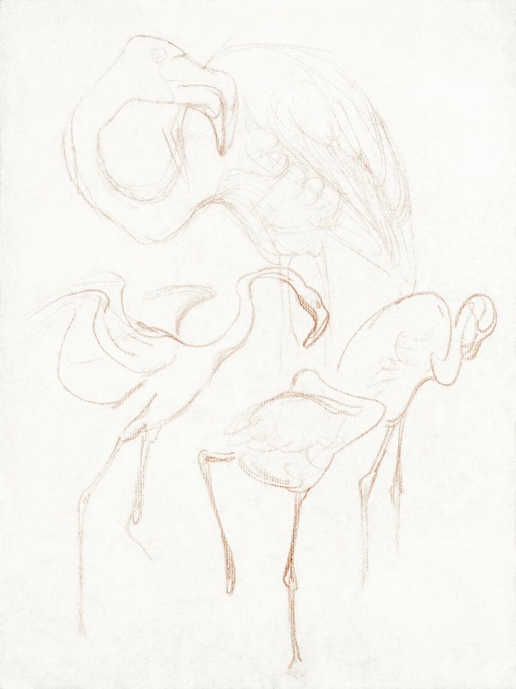 Flamingos 2