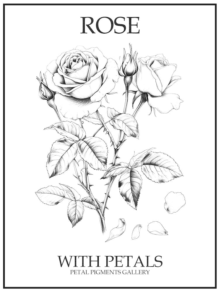 Rose With Petals Line Drawing 3 Poster