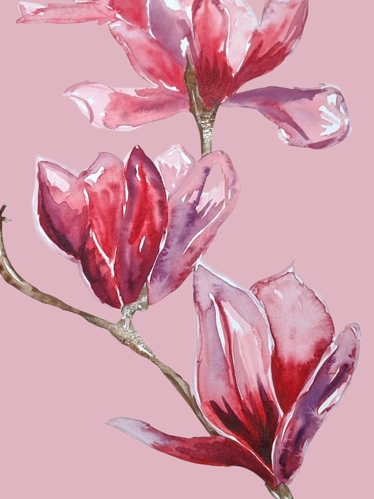Pink Blossom Watercolour Illustration Botanical Pink Flowers