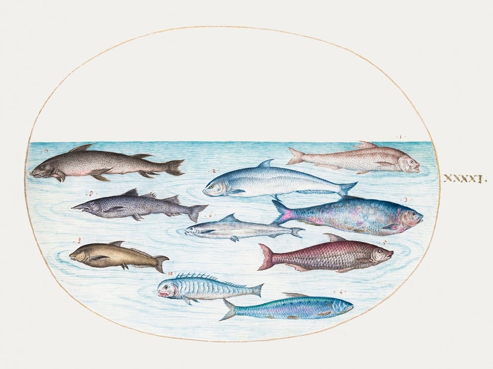 Whitefish And Other Fish (1575–1580), Joris Hoefnagel