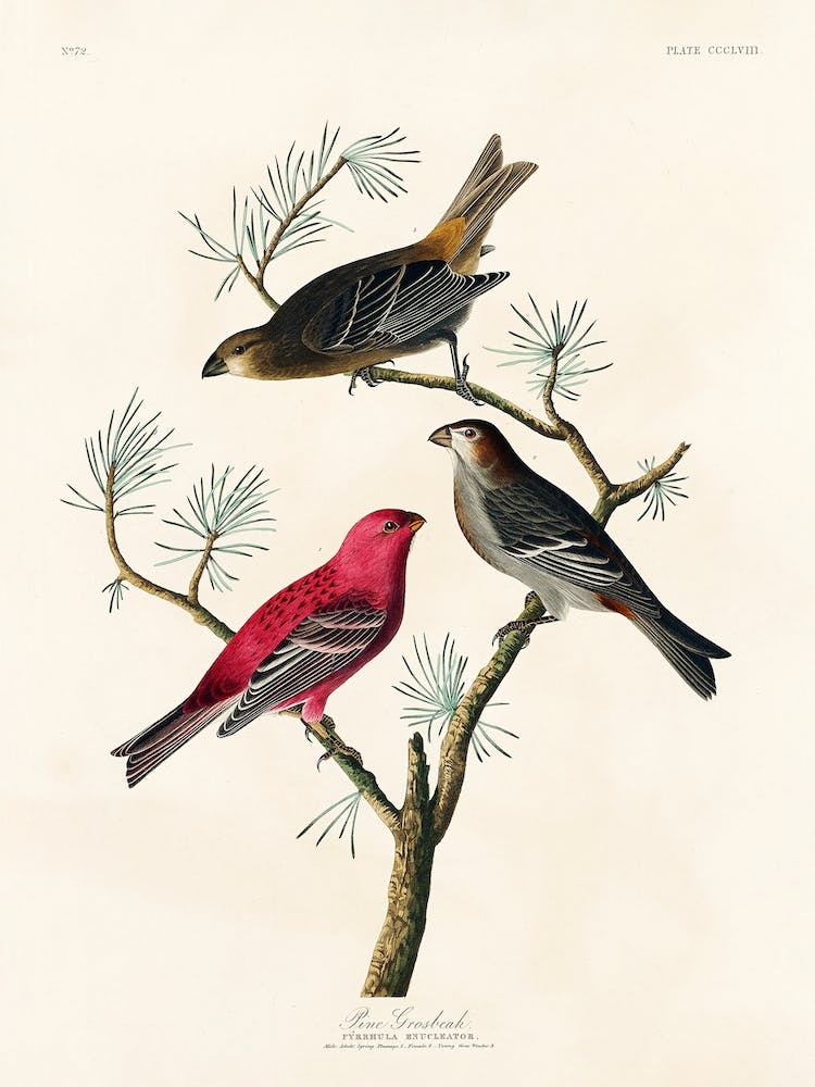 Pine Grosbeak, Birds Of America, John James Audubon