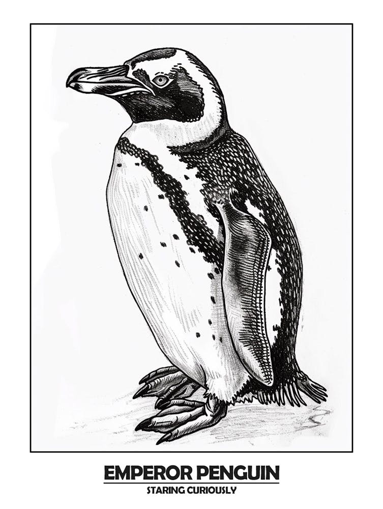 Penguin Staring Curiously Poster 4