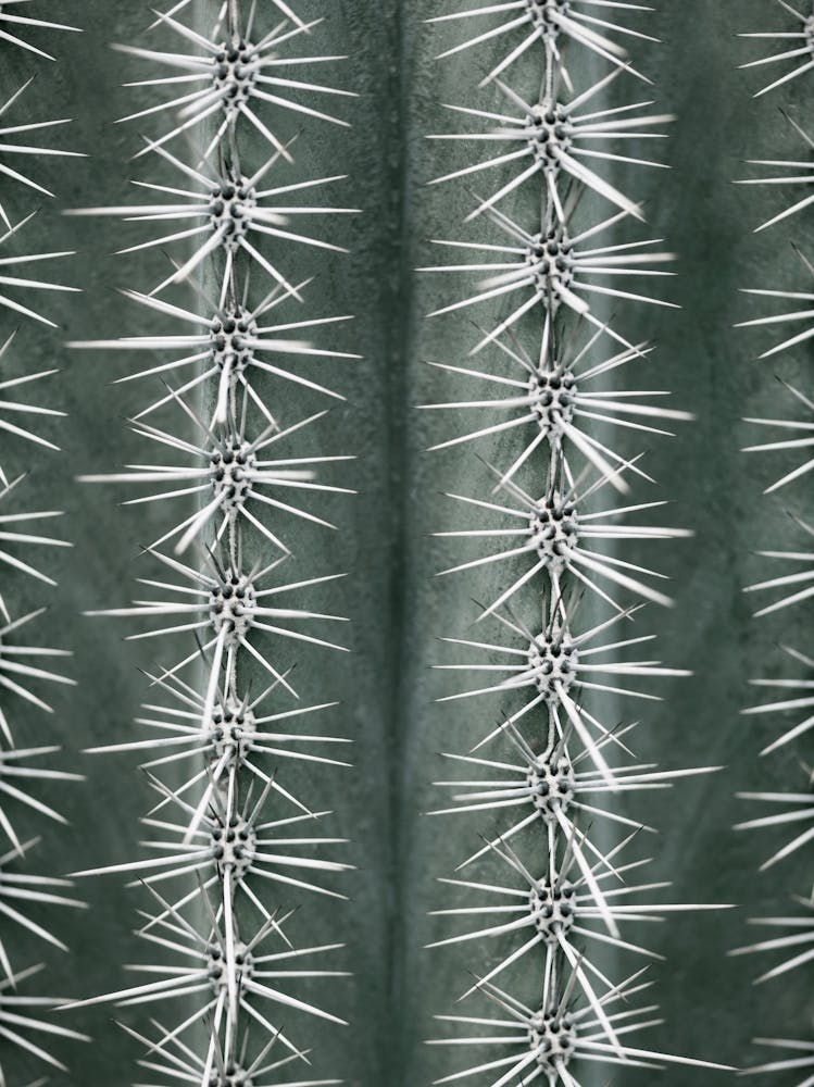 Cactus twiggs_2125491