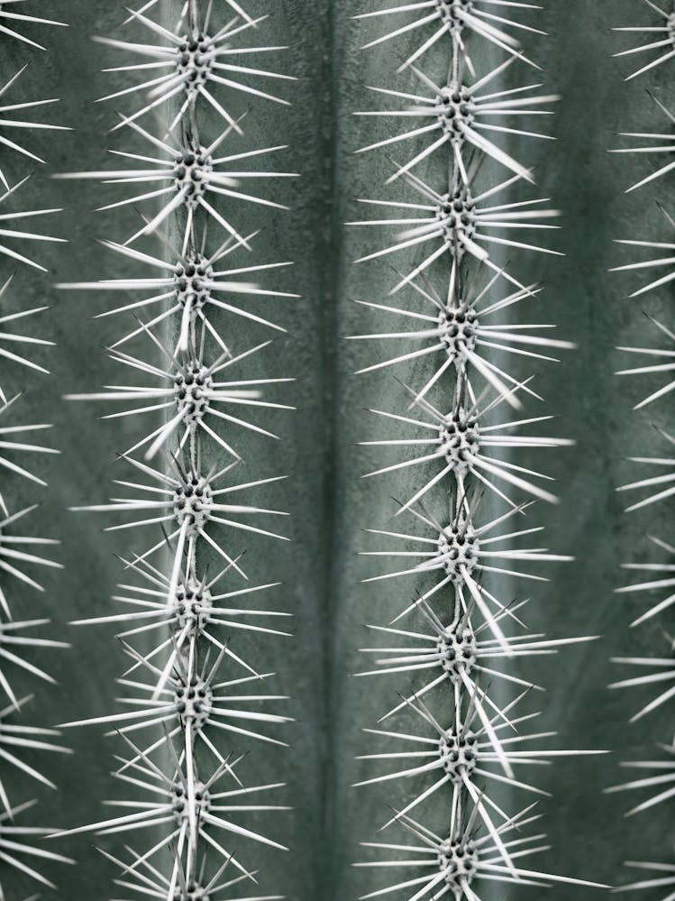 Cactus twiggs_2125491