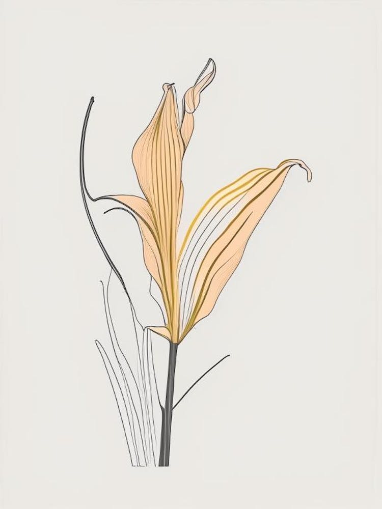Lilium Floral Minimal Line Drawing 1 Flower