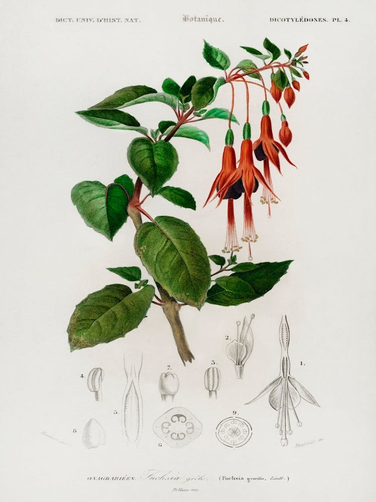 Hummingbird Fuchsia (Fuchsia Gracilis), Charles Dessalines D' Orbigny