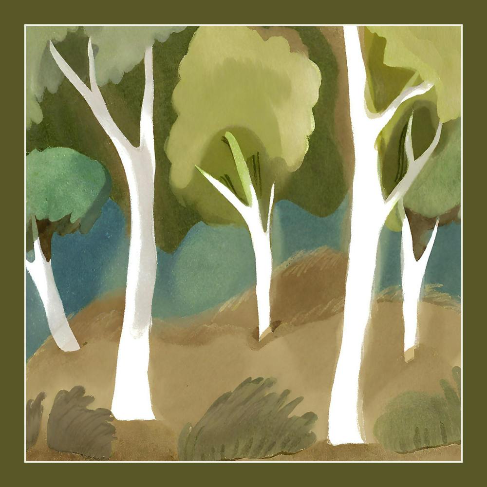 Eucalyptus Trees