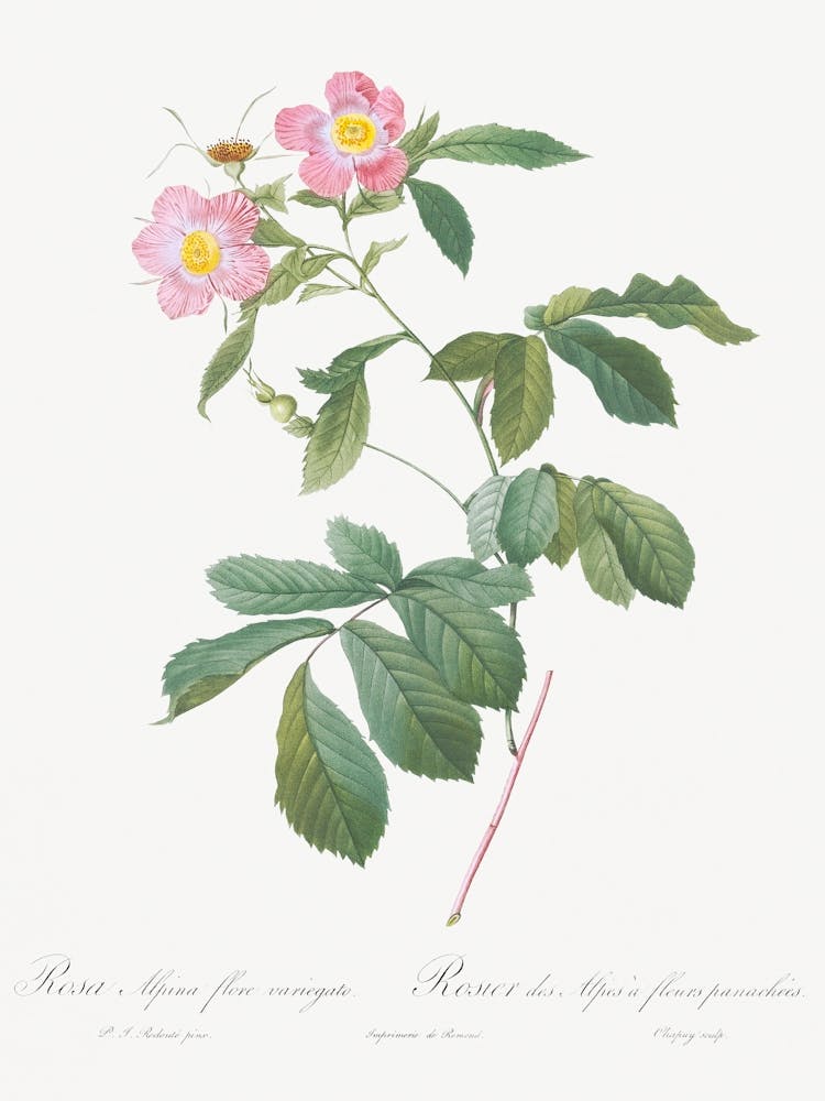 Rose Alpine Panachée, Pierre Joseph Redoute