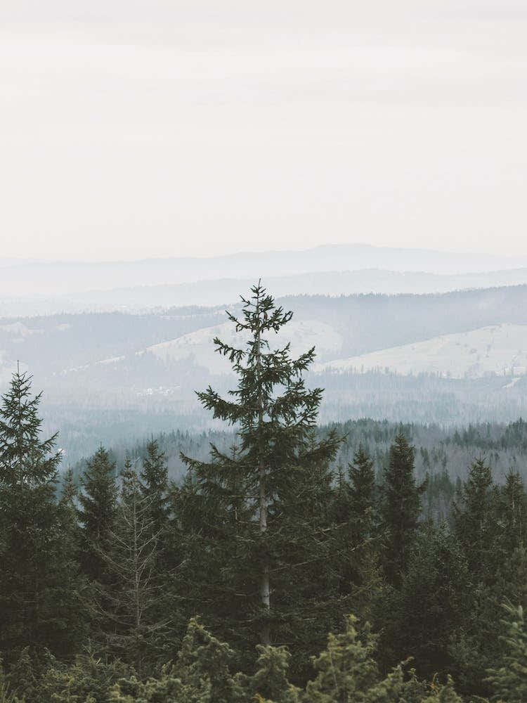 Rustic Mountain Forest