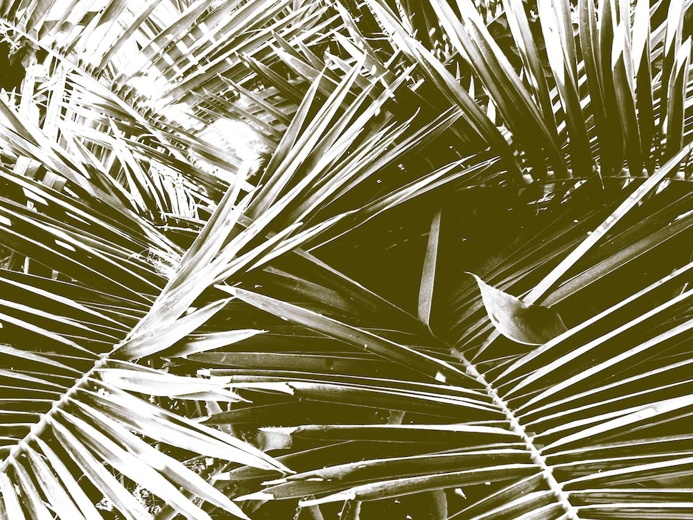 Palm Gold