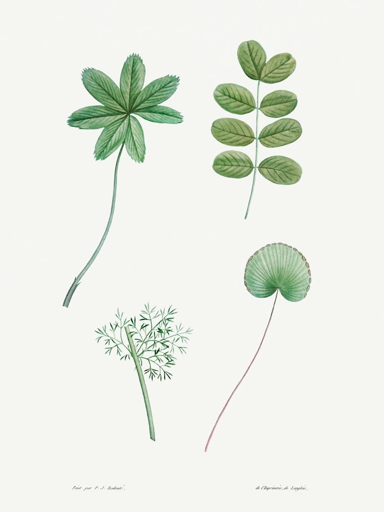 Tree Leaf Set from La Botanique de J. J. Rousseau, Pierre Joseph Redoute