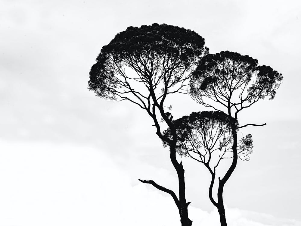 Silhouette D'Arbre Noir Et Blanc
