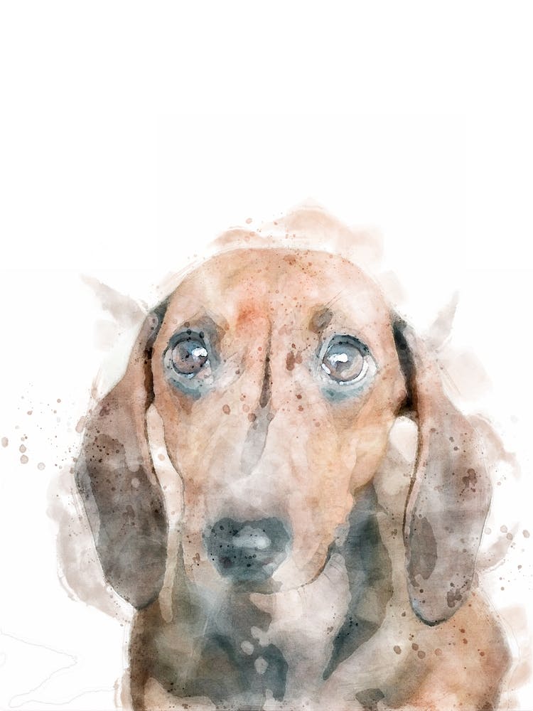 Dachshund Watercolour Dog