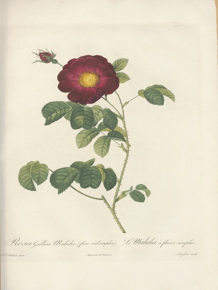Rose Illustration, Pierre Joseph Redoute(107)