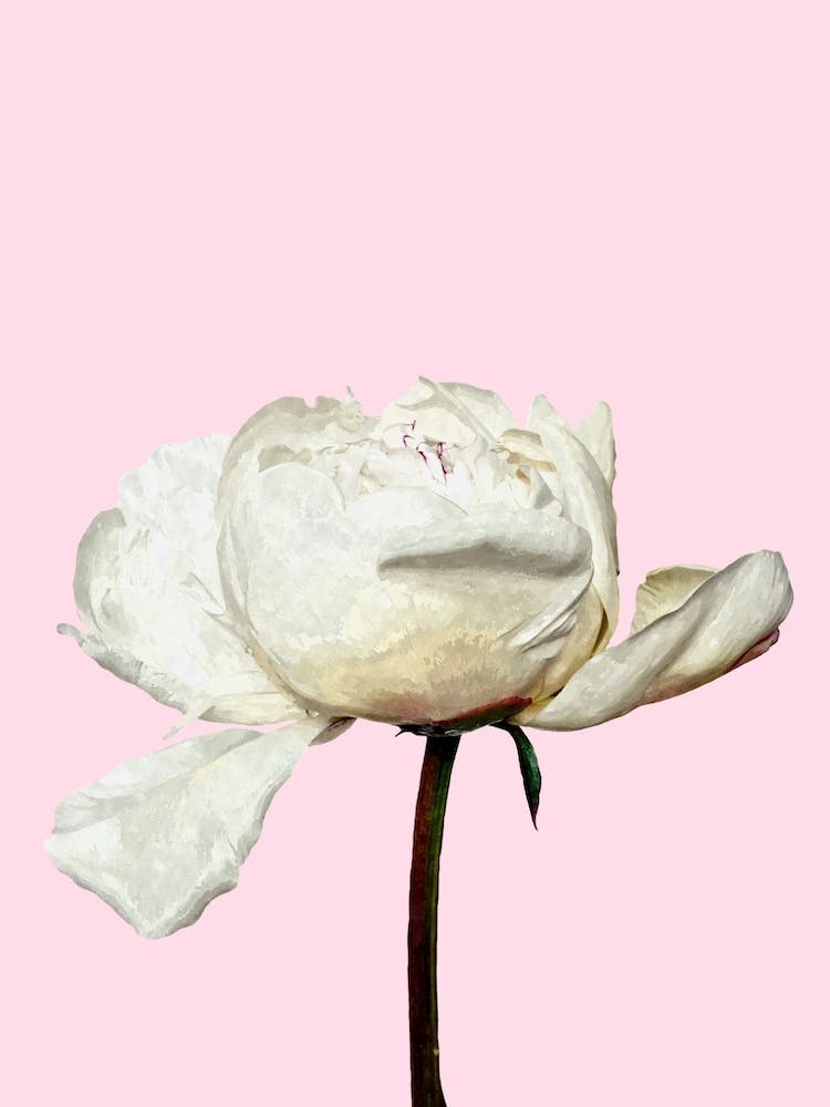 White Peony and Pink Background