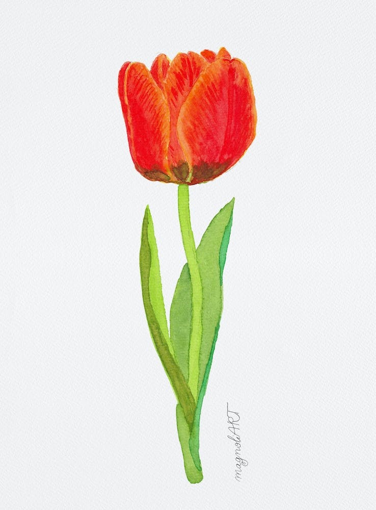 Tulip8
