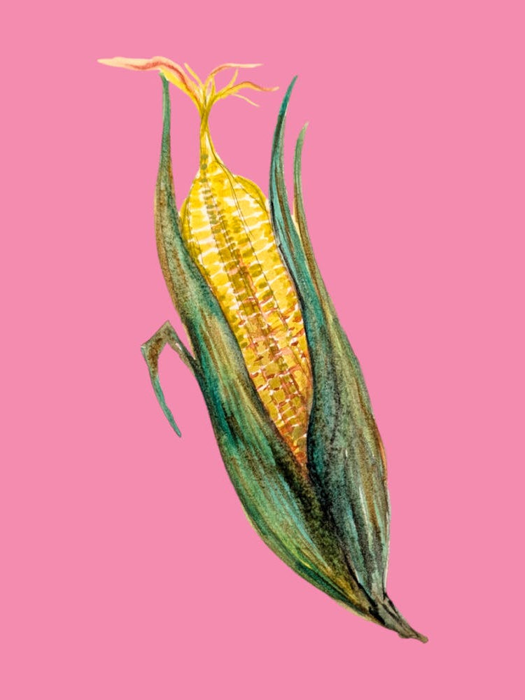 Corn on the cob Watercolour Illustration kitchen